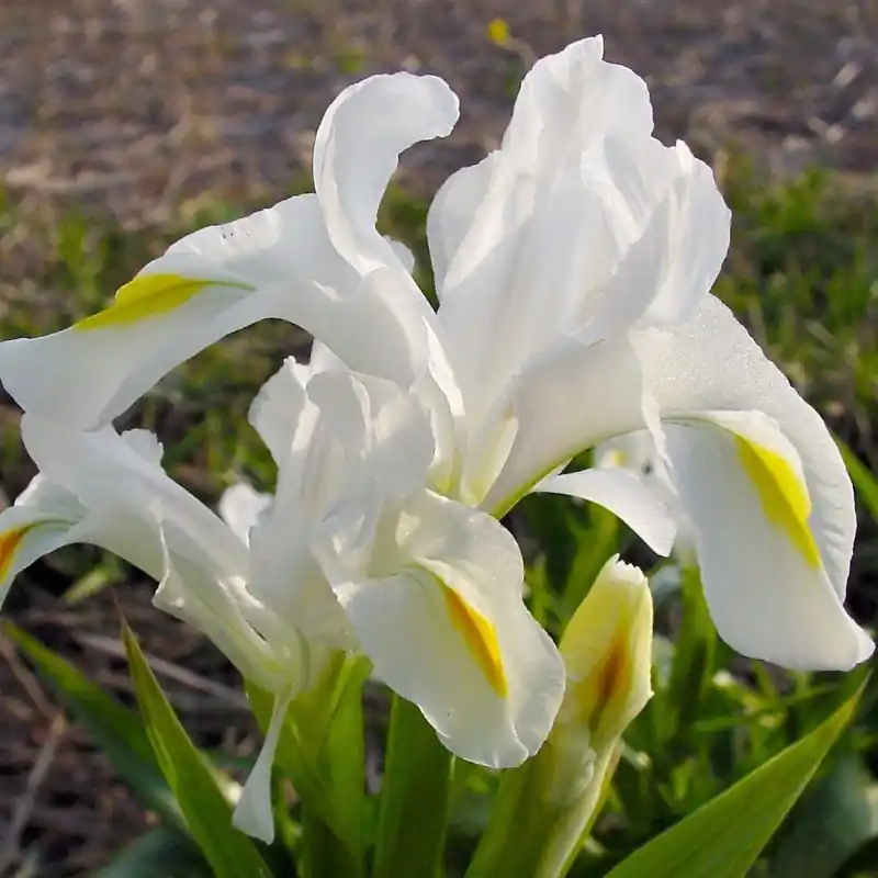 Actie | Iris magnifica var. alba