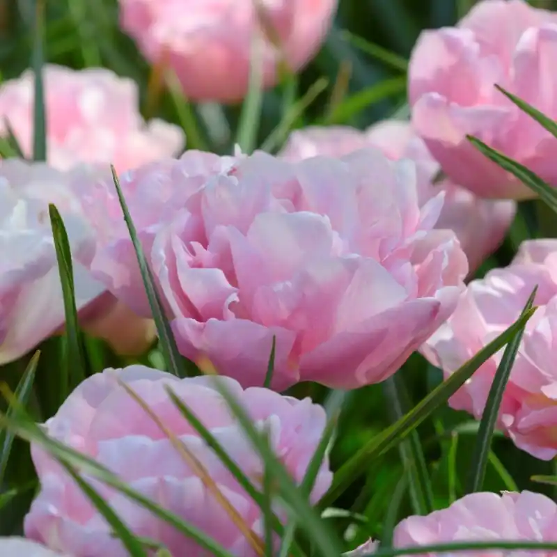 Tulipa ‘Mariage‘ - Populair bij klanten