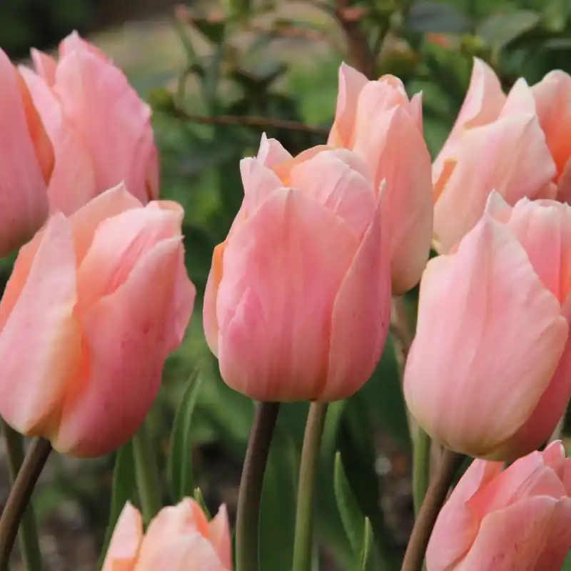 Goed beoordeeld | Tulipa ‘Apricot Beauty‘