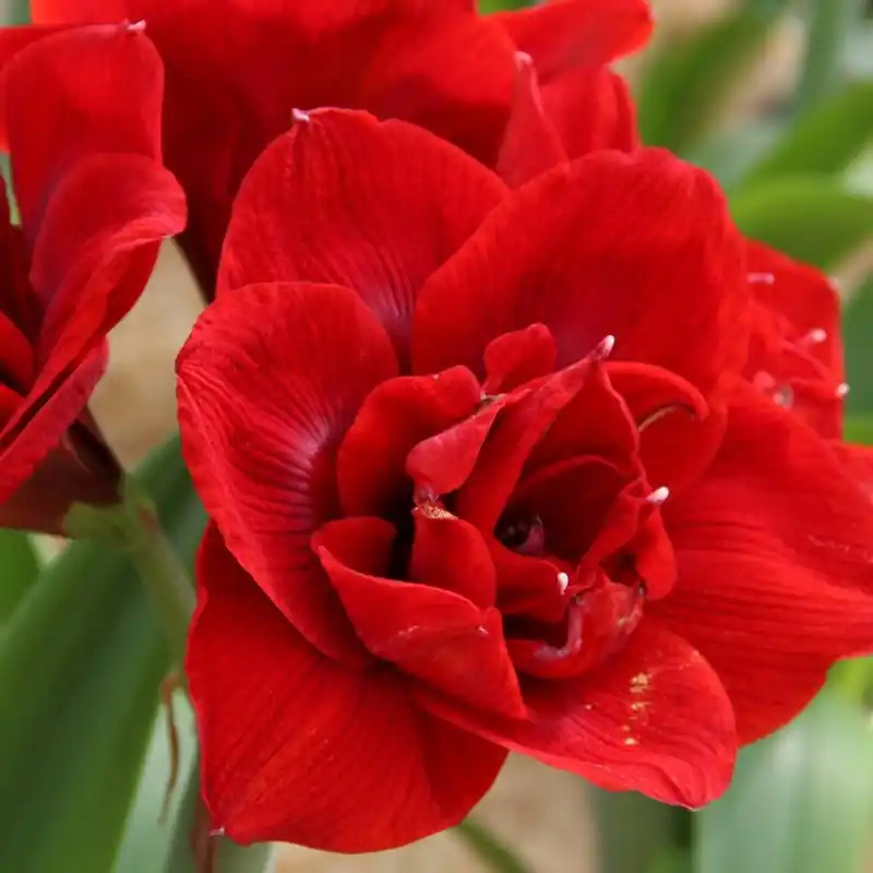 Bespaar nu | Hippeastrum ‘Velvet Nymph‘