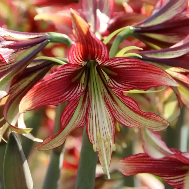 Speciale deal - Hippeastrum ‘Mystica‘