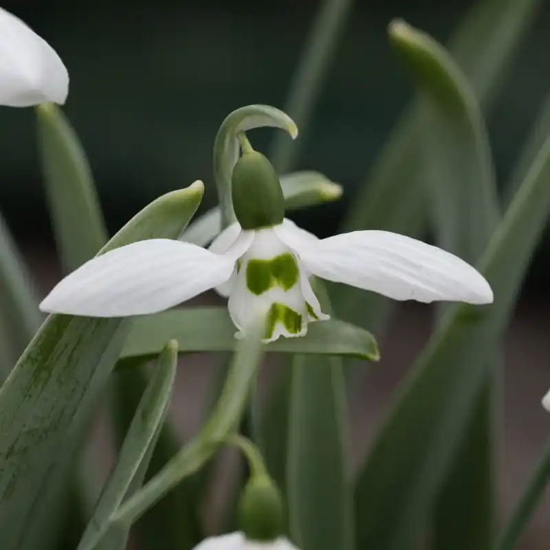 Topkwaliteit - Galanthus ‘Hörup‘