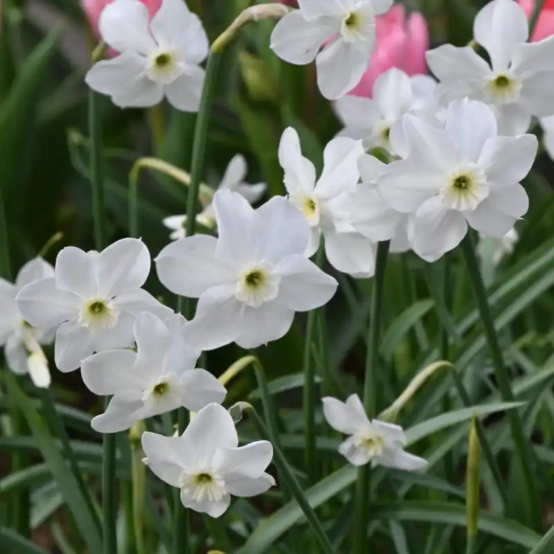 Narcissus ‘Xit‘ - Korting