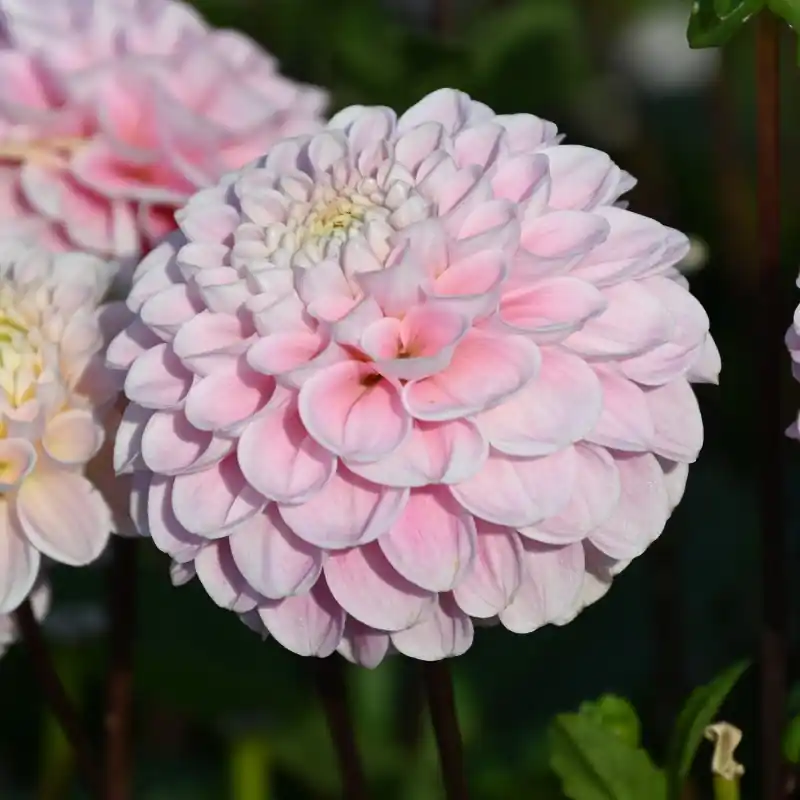Hoog gewaardeerd - Dahlia ‘Wizard of Oz‘