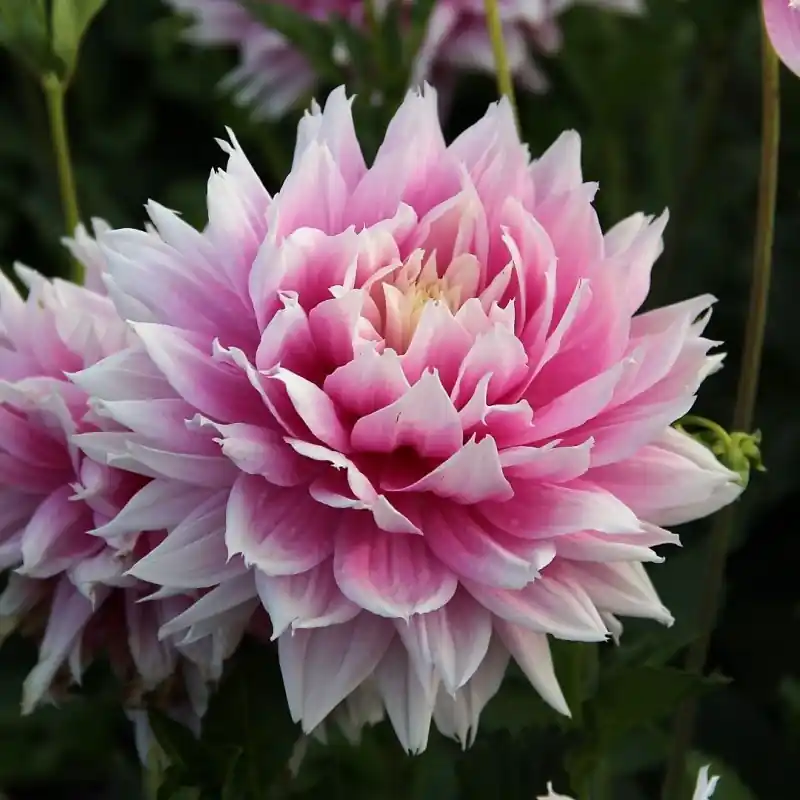 Dahlia ‘Evanah‘ | Aanrader