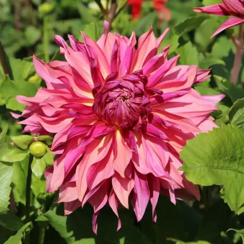 Dahlia ‘Penhill Dark Monarch‘ - Populair bij klanten