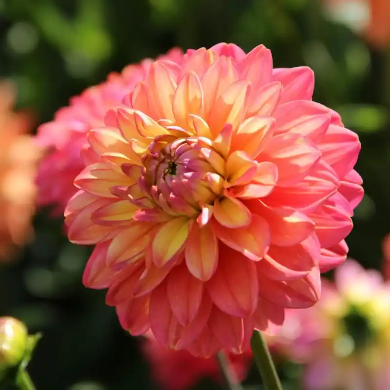 Dahlia ‘Melody Allegro‘ ® | Nu kopen