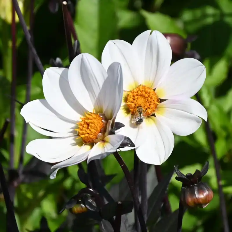 Vanaf nu beschikbaar | Dahlia ‘Dahlegria White‘ ®