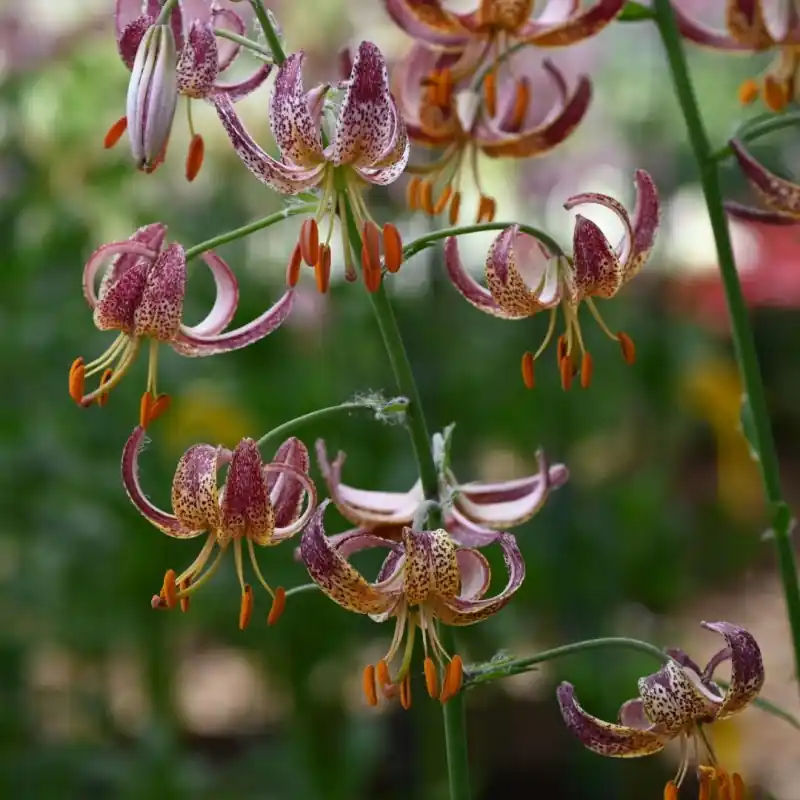 Lilium martagon ‘Alberta Morning‘ - Aanbieding