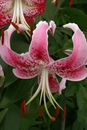 Zolang de voorraad strekt | Lilium speciosum var. rubrum ‘Uchida‘