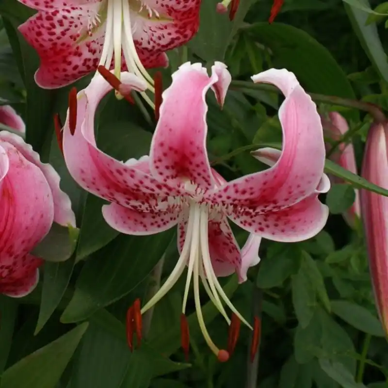 Zolang de voorraad strekt | Lilium speciosum var. rubrum ‘Uchida‘