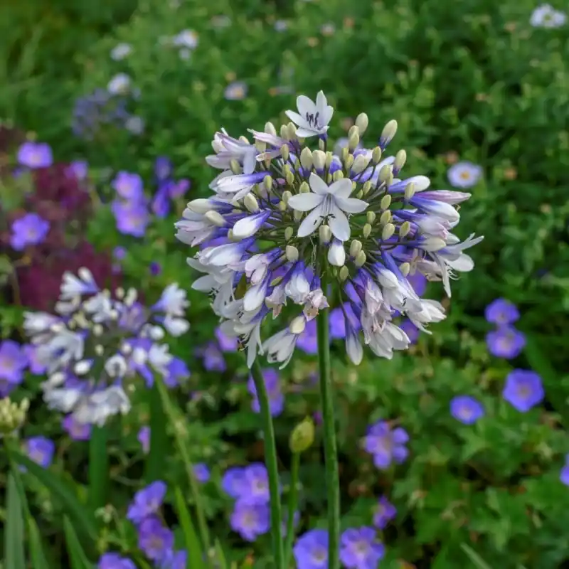 Snelle levering | Agapanthus ‘Twister‘