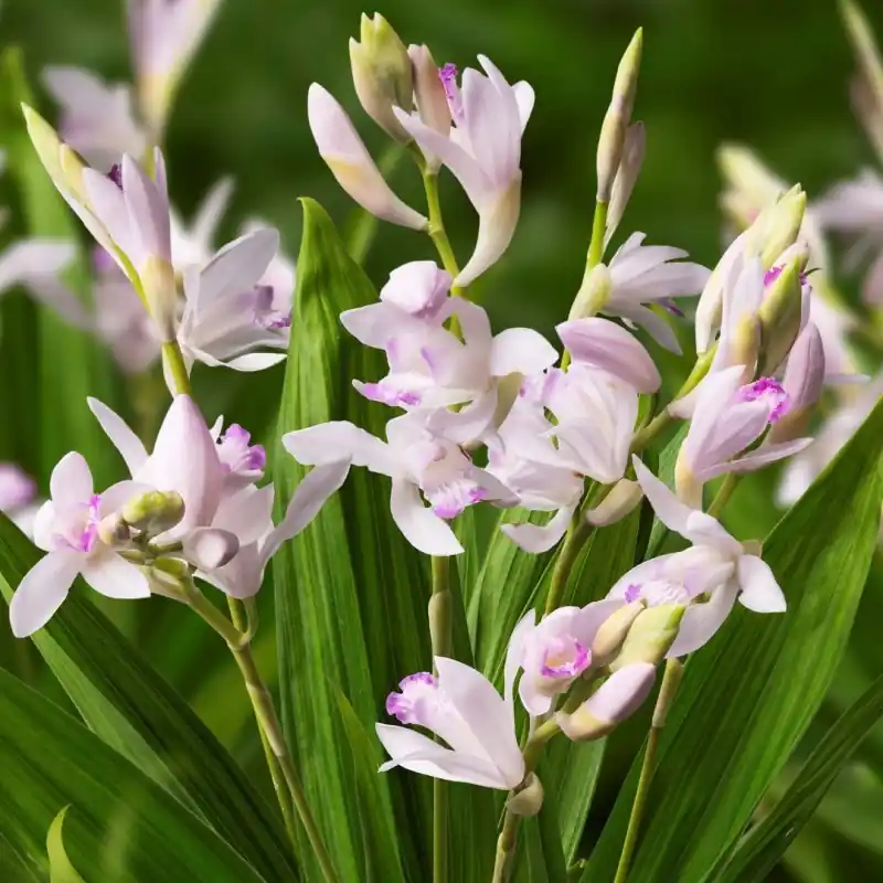 Topdeal | Bletilla striata ‘Kuchibeni‘