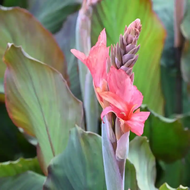 Populair bij klanten | Canna ‘Champion‘