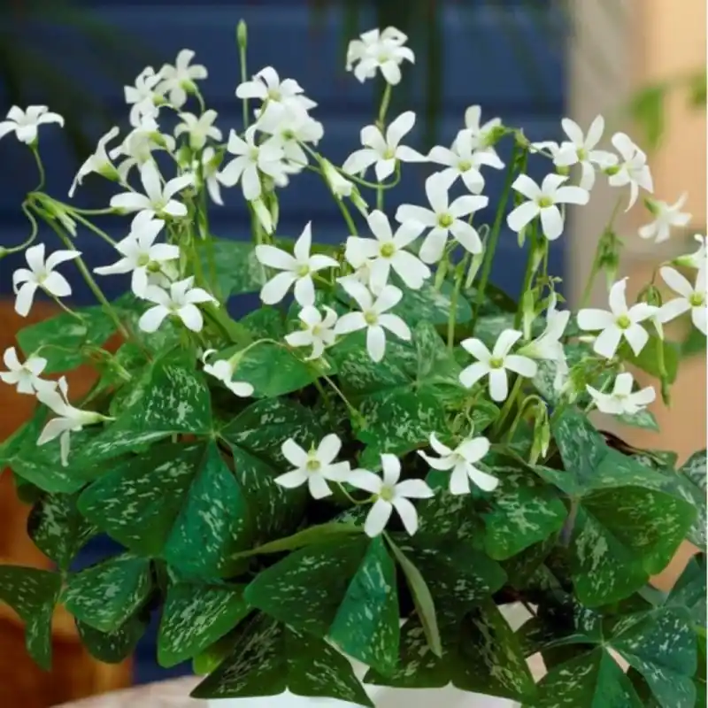 Oxalis triangularis ‘Irish Mist‘® - Speciale deal