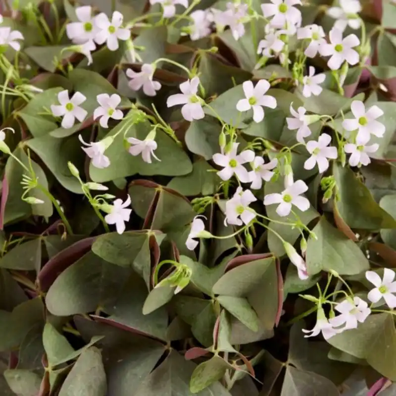 Lage prijs | Oxalis triangularis ‘Sanne‘®
