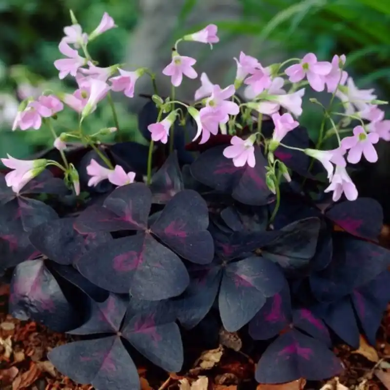 Professionele kwaliteit | Oxalis triangularis ‘Sunny‘®