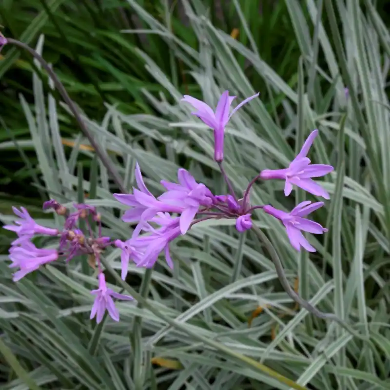 Tulbaghia violacea ‘Silver Lace‘ - Superprijs