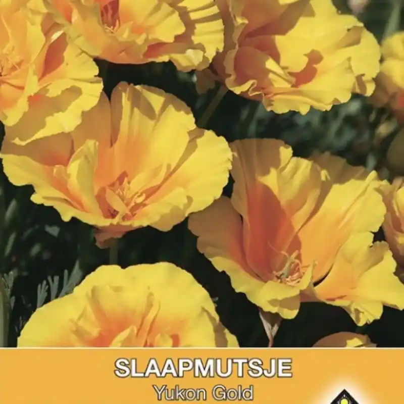 Fabrieksprijs - Eschscholzia californica ‘Yucan Gold‘ -zaden-