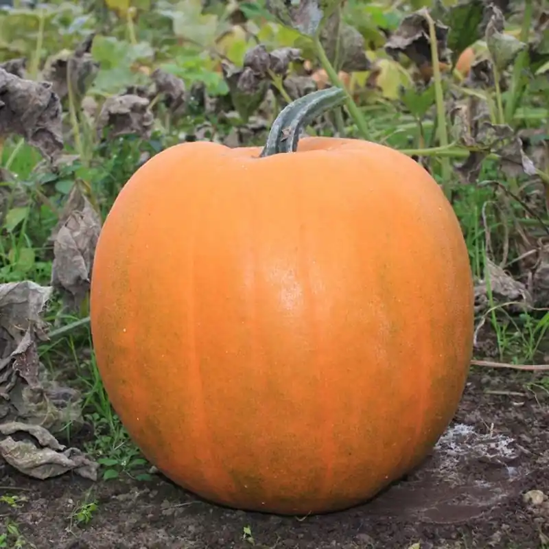 Halloweenpompoen ‘Jack O’Lantern‘ Cucurbita pepo -zaden- | Veel gekozen