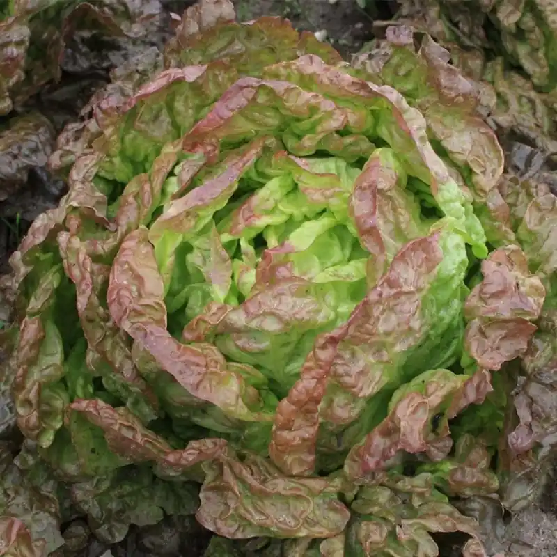 Kropsla, Lactuca sativa ‘Wonder der Vier Jaargetijden‘ -zaden- - Snelle levering