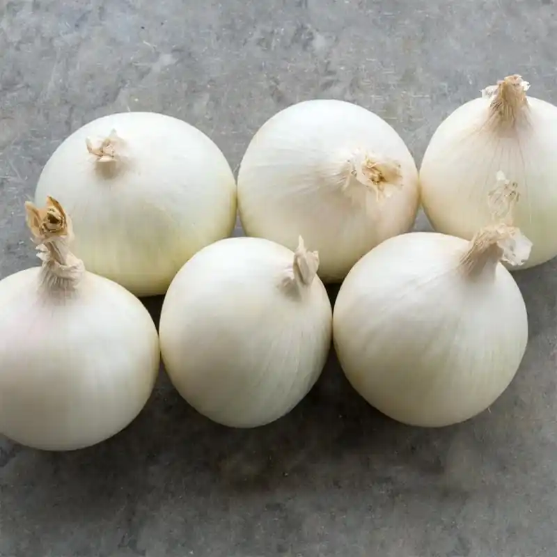 Voeg toe aan winkelwagen | Ui, Allium cepa ‘Albion F1‘ -zaden-