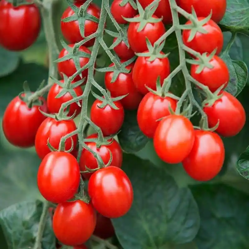 Cherry-pruimtomaat Solanum lycopersicum ‘Bolstar Baloe F1‘ -zaden- - Voordelig