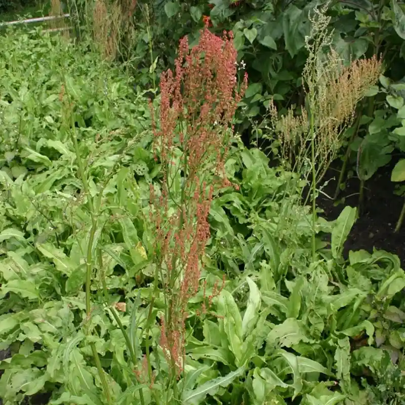 Tuinzuring, Rumex ambiguus -zaden- - Laatste dagen