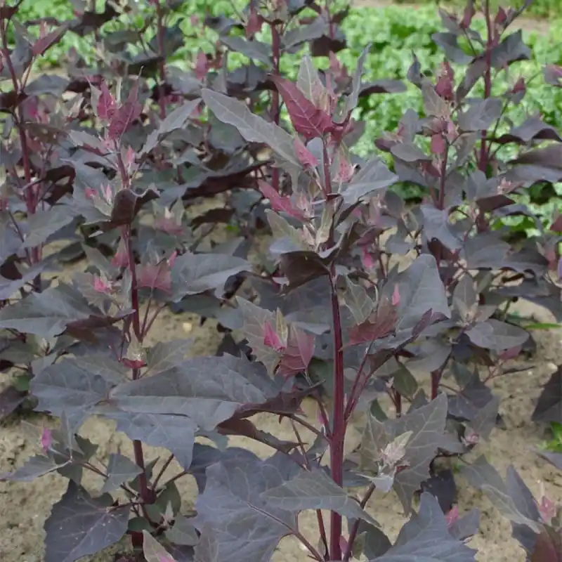 Tuinmelde rood, Atriplex hortensis -zaden- - Prijsverlaging
