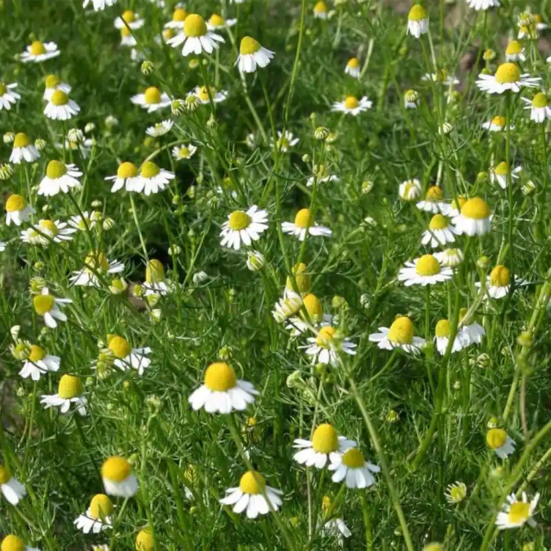 Topkwaliteit | Matricaria chamonilla, Echte kamille -zaden-