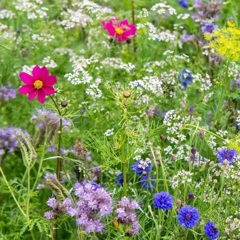 Bloemenmengsel ‘Elegance‘ -zaden- - Dagdeal
