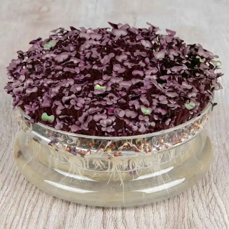 Kiemgroente Radijskers, Raphanus sativus ‘Sango Purple‘ -zaden- - Favoriet van klanten