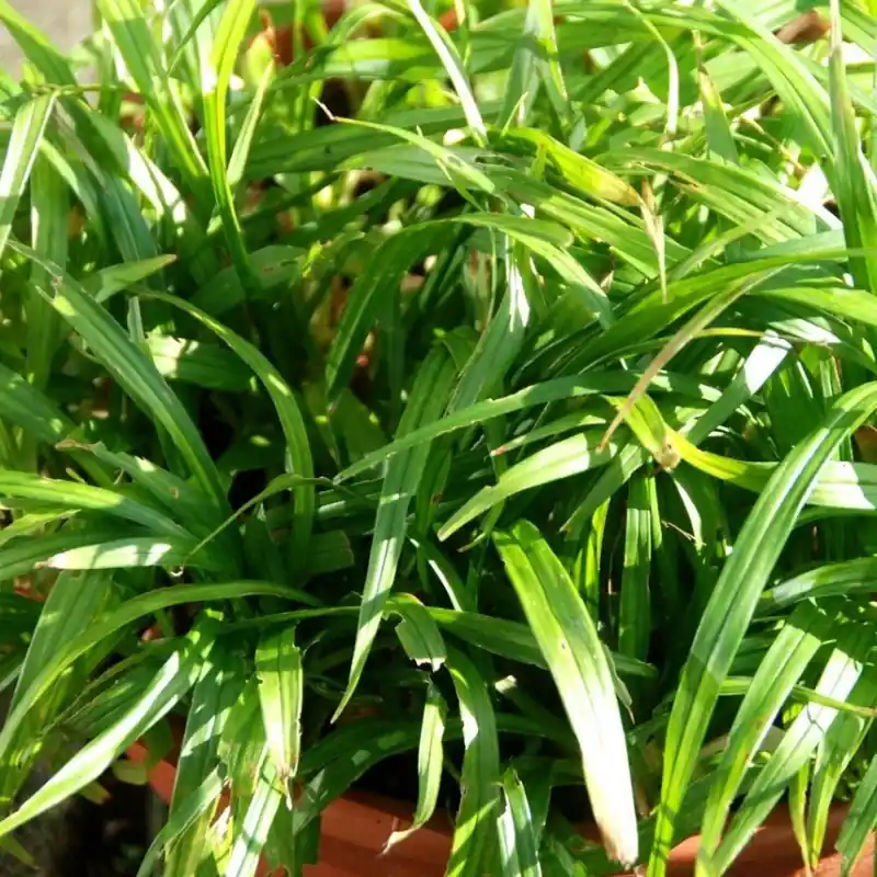 Voordeelprijs - Reineckia carnea
