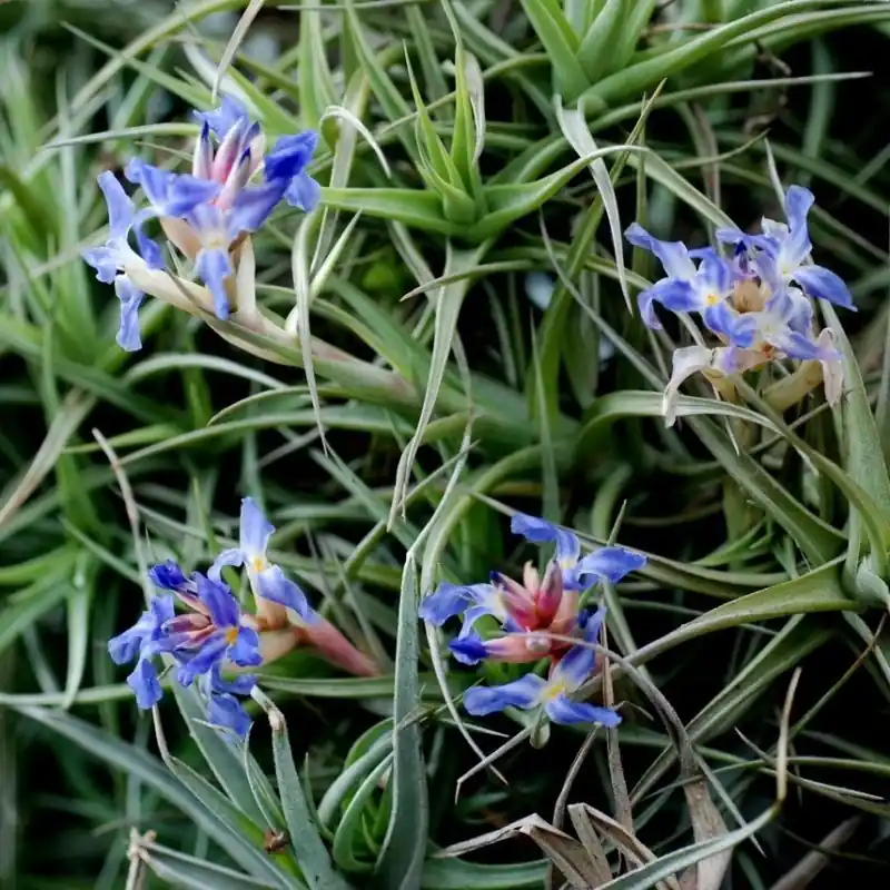 Veel gevraagd | Tillandsia bergeri