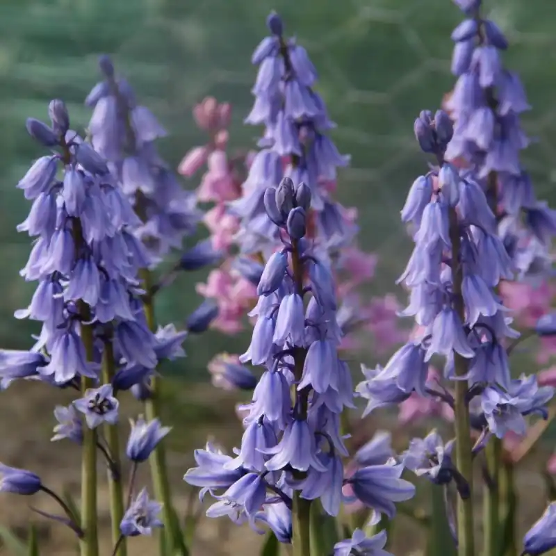 Hyacinthoides hispanica ‘Excelsior‘ - Nieuw binnen