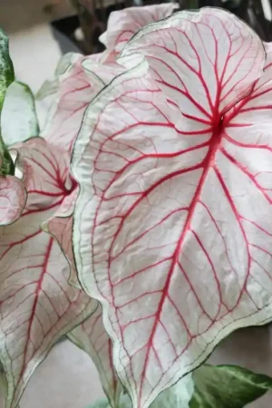 Aanrader - Caladium ‘Florida Sweetheart‘