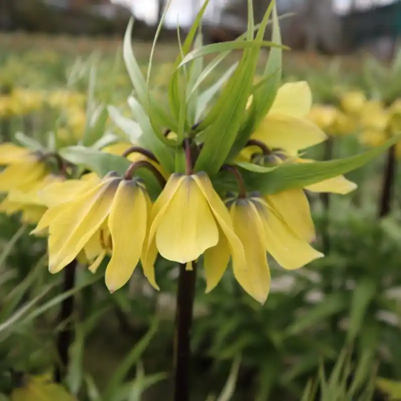Speciale deal - Fritillaria ‘Early Sensation‘