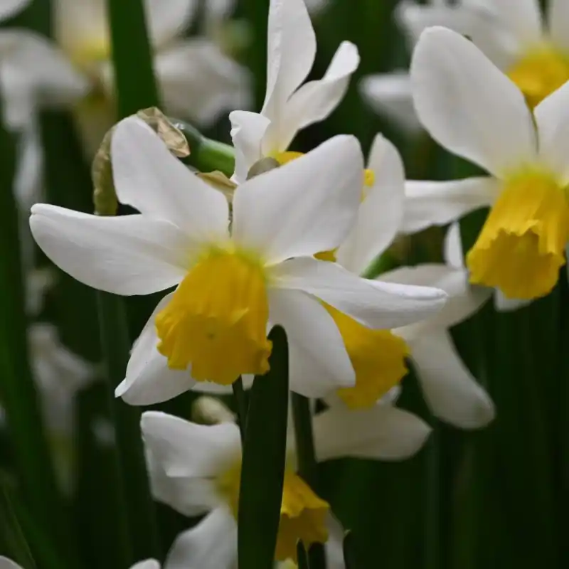 Eenvoudig retourneren | Narcissus ‘Jack Snipe‘