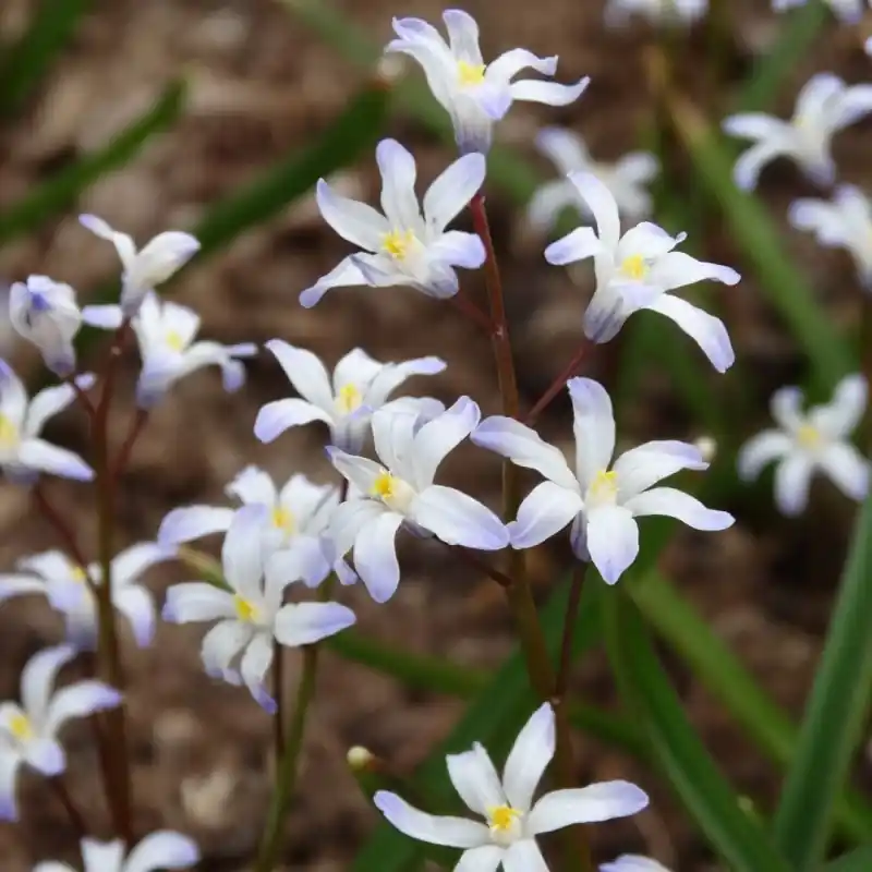 Chionodoxa albescens - Hoog gewaardeerd