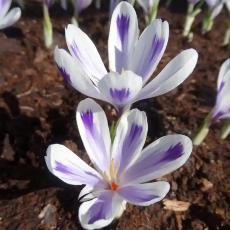 Crocus heuffellianus x ‘Polar King’ - Online bestellen
