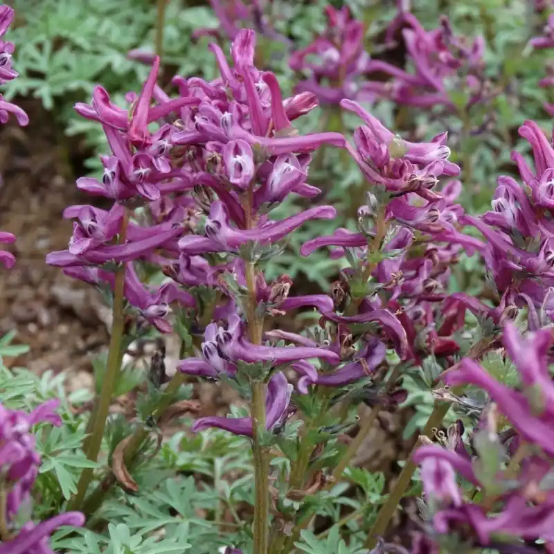 Bestseller - Corydalis wendelboi ‘Purple King‘