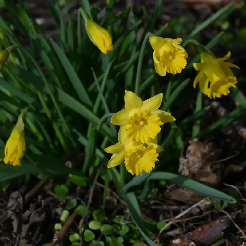 Laatste dagen - Narcissus asturiensis ‘Piccolini‘