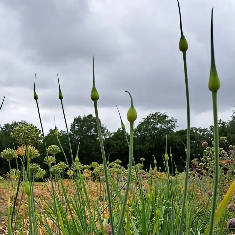 Nieuw binnen | Allium ampeloprasum var. holmense