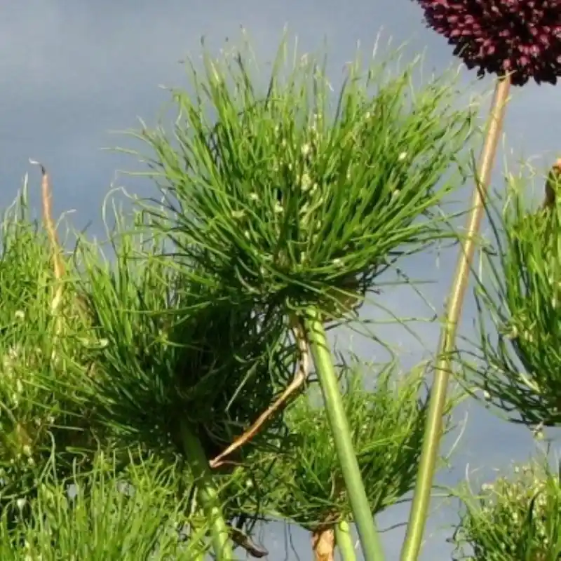 Tijdelijke aanbieding - Allium ampeloprasum ‘Catweazle‘