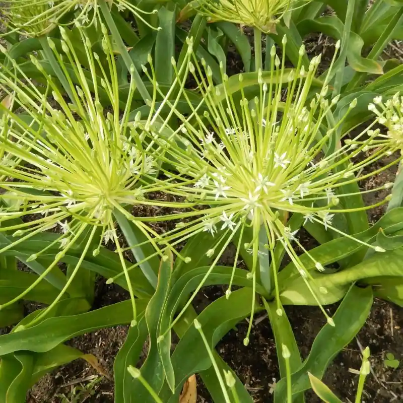 Lage prijs - Allium schubertii ‘Arctic Snow‘