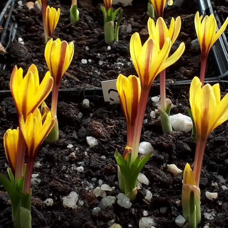 Net gelanceerd | Colchicum alberti