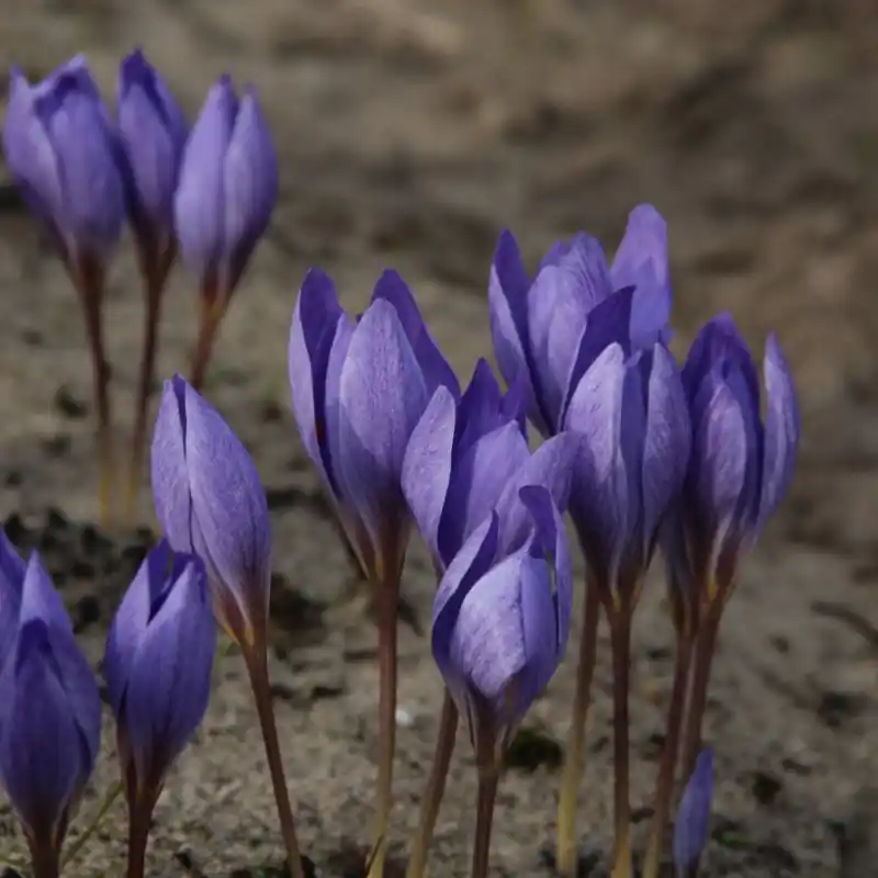 Crocus speciosus ‘Semedo‘ - Scherp geprijsd