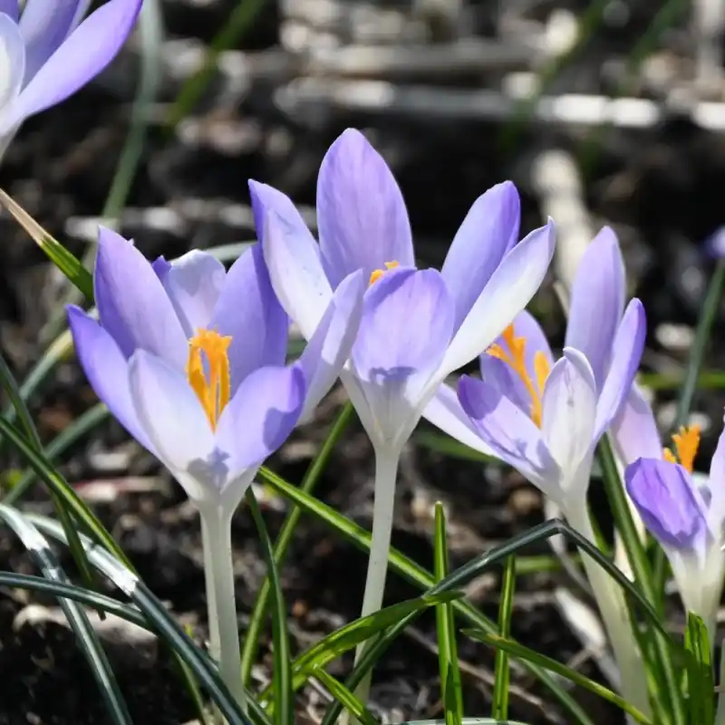 Crocus tommasinianus ‘Lilac Beauty‘ - Mis het niet
