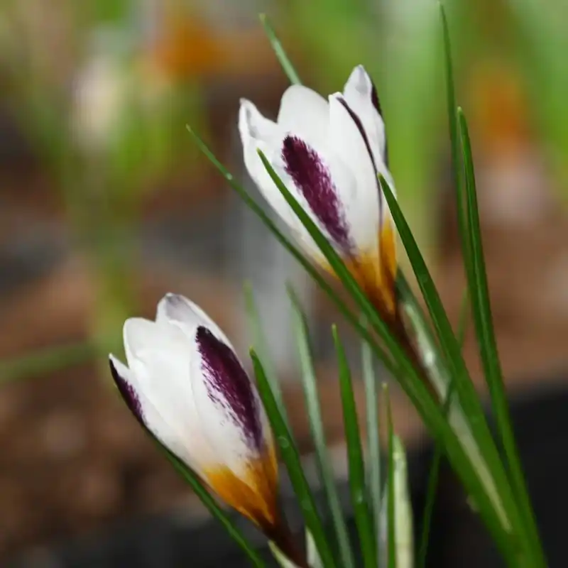 Laatste dagen | Crocus sieberi