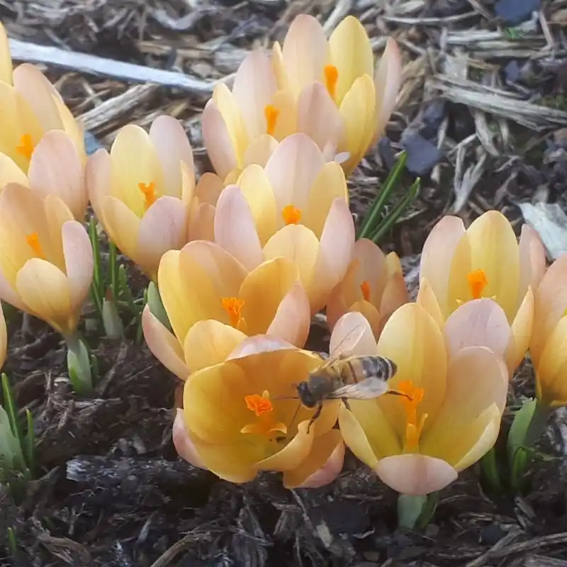 Crocus ‘Lucifer‘ - Bestelbaar